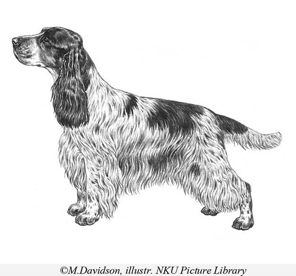 English Cocker Spaniel (FCI Standard Nr. 5)