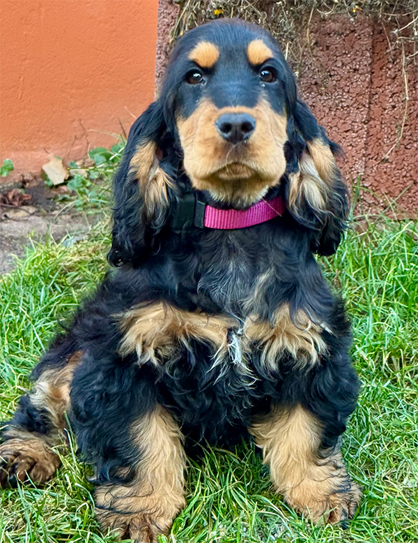 Forever Rizi Bizi Stella | English Cocker Spaniel Welpe