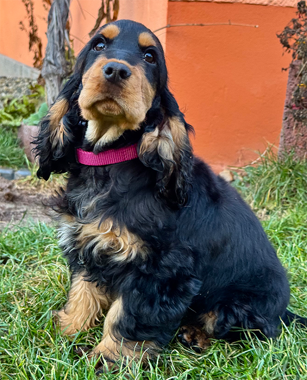 Forever Rizi Bizi Stella | English Cocker Spaniel Welpe