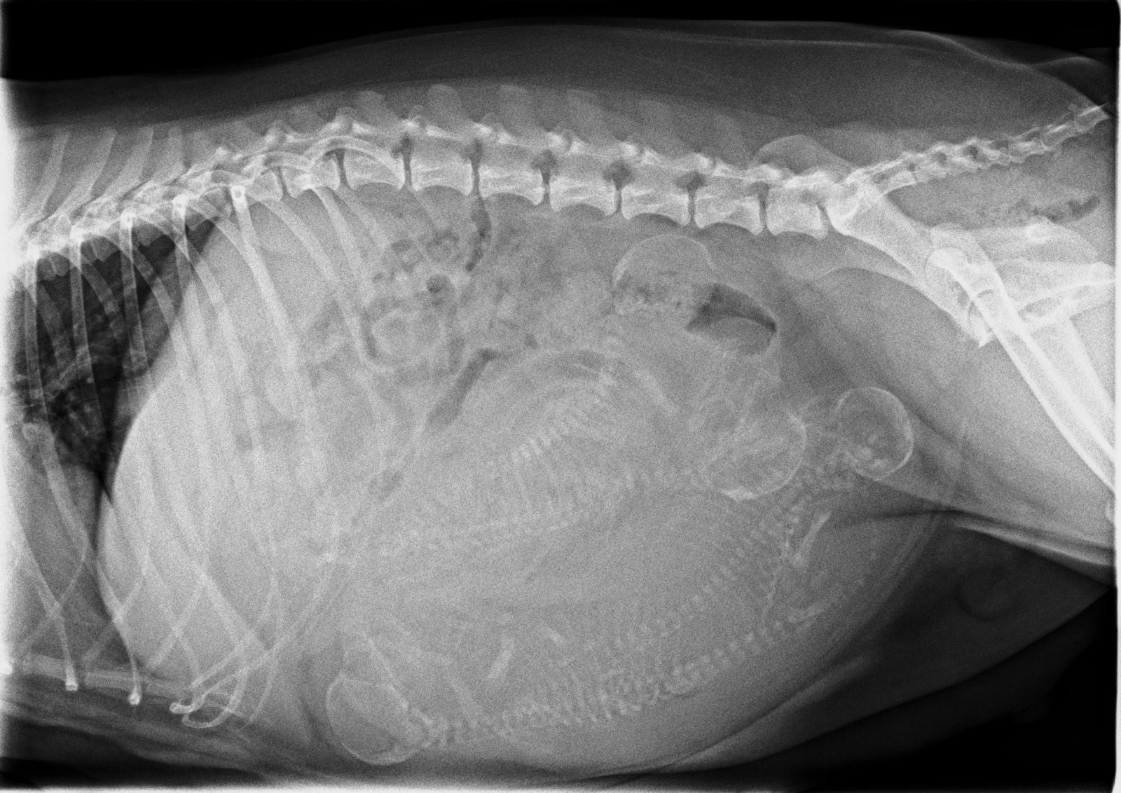 Röntgenbild Maite vom Nikolausberg: 4 Köpfe mit Wirbelsäule