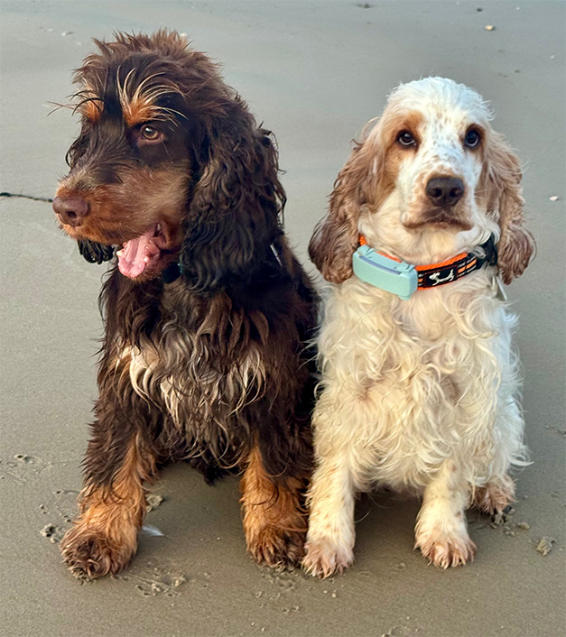 Duke Ellington & Maite vom Nikolausberg | English Cocker Spaniel