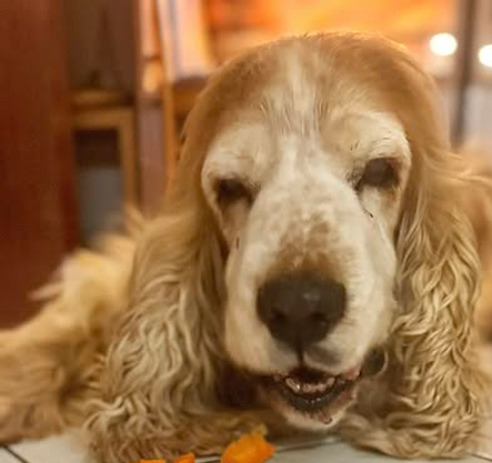 Spike | English Cocker Spaniel vom Erfurter Kakteenhof Spike | English Cocker Spaniel vom Erfurter Kakteenhof