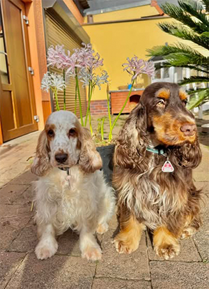 Maite vom Nikolausberg und Duke Ellington Maite vom Nikolausberg und Duke Ellington