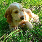 Spike als Welpe 2011 | English Cocker Spaniel vom Erfurter Kakteenhof