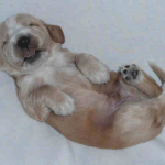 Spike 2 Wochen alt | English Cocker Spaniel vom Erfurter Kakteenhof