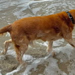 Spike 2025 | Cocker Spaniel vom Erfurter Kakteenhof