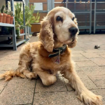 Spike 2025 | Cocker Spaniel vom Erfurter Kakteenhof