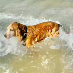 Spike 2025 | Cocker Spaniel vom Erfurter Kakteenhof