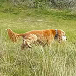 Spike 2025 | Cocker Spaniel vom Erfurter Kakteenhof