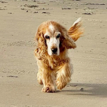 Spike 2025 | Cocker Spaniel vom Erfurter Kakteenhof