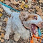 Maite will Dukes Leine