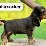 Duke Ellington als Welpe 2023 | English Cocker Spaniel