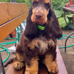 Duke Ellington als Welpe 2023 | English Cocker Spaniel